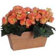 Mica Decorations begonia zalm in balkonbak slate terra - 29x13x25