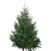 Kerstboom Warentuin XXL Nordman B - kwaliteit Abies Nordmanniana 250 -...