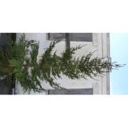 Gewone gezaagde kerstboom Picea Abies Fijnspar XXXL 300-400 cm