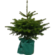 Kerstboom Warentuin Picea Pungens 60 - 80 cm in pot