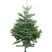 Kerstboom Warentuin Nordman A - kwaliteit Abies Nordmanniana 125 - 150...