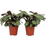 Ctenanthe Amagris - Set van 2 - Gebedsplant - Pot 14cm - Hoogte 25-35c...