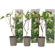 Hortensia Paniculata 'Silver Dollar' - Set van 3 - Pot 9cm - Hoogte 25...