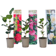 Camellia Japonica - Mix van 6 - Rozen - Rood wit roze - Pot 9cm - Hoog...