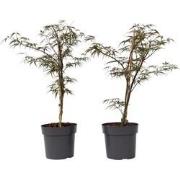 Acer palmatum 'Garnet' - Set van 2 - Esdoorn - Pot 19cm - Hoogte 60-70...