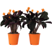 Calathea Crocata - Set van 2 - Luchtzuiverend - Pot 14cm - Hoogte 40-5...