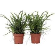 Nephrolepis Duffi - Krulvaren - Set van 2 - Pot 12cm - Hoogte 25-40cm