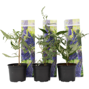 Vlinderstruiken - Buddleja Paars - Set van 3 - Tuin - Pot 9cm - Hoogte...