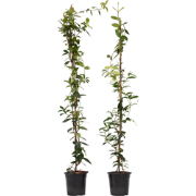 Jasmijn XL - Set van 2 - Klimplant - Pot 17cm - Hoogte 110-120cm