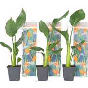 Strelitzia Reginea - Set van 6 - Paradijsvogelbloem - Pot 9cm - Hoogte...