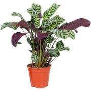 Ctenanthe 'gebedsplant' - Burle-marxii - Pot 12cm - Hoogte 25-40cm