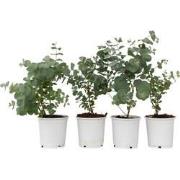 Eucalyptus Pulverulenta 'Babyblauw' - Set van 4 - Pot 13cm - Hoogte 25...