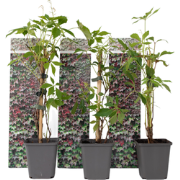 Parthenocissus 'Wilde Wingerd' - Set van 6 - Pot 9cm - Hoogte 25-40cm