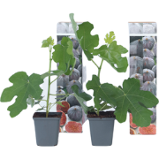 Ficus Carica - Set van 2 - Winterharde Vijgenboom - Pot 9cm - Hoogte 2...