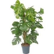 Monstera Deliciosa - Gatenplant - Pot 24cm - Hoogte 120-130cm