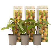 Kiwi Actinidia 'Jenny' - Set van 6 - Kiwiplanten - Pot 9cm - Hoogte 20...