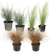 Siergrassenpakket - Set van 6 - Pot 10,5cm - Hoogte 15-25cm