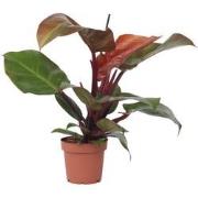 Philodendron 'Zonlicht' - Kamerplant - Pot 12cm - Hoogte 20-30cm