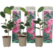 Camellia Japonica - Set van 3 - Roze - Japanse Rozen - Pot 9cm - Hoogt...