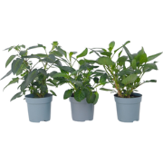 Solanum 'Pepino gold' - Meloenpeer - Set van 3 - Pot 9 cm - Hoogte 25-...