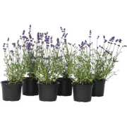 Lavendelplant - Lavandula angustifolia - Set van 12 - ?10,5cm - Hoogte...