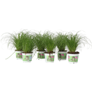 Cyperus - Set van 6 - Kattengras - Pot 12cm - Hoogte 30-40cm