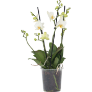 Phalaenopsis Multiflora - Orchidee Wit - Pot 12cm - Hoogte 35-45cm