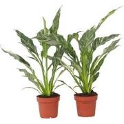 Spathiphyllum Diamond - Set van 2 - Luchtzuiverend - Pot 12cm - Hoogte...