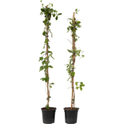 Lonicera x Heckrotti American Beauty - Set van 2 - Pot 17cm - Hoogte 1...