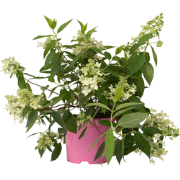 Hydrangea paniculata 'Confetti' - Hortensia - Pot 19cm - Hoogte 25-40c...