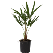 Trachycarpus Fortunei - Set van 4 - Waaierpalmboom - Pot 15cm - Hoogte...