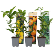 Citrus Mix - Set van 6 - Citrus fruitbomen - Pot 9cm - Hoogte 25-40cm