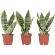 Sansevieria Laurentii - Set van 3 - Vrouwentong - Pot 12cm - Hoogte 30...