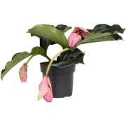 Medinilla Magnifica - Kamerplant - Trosbloem - ?17cm - Hoogte 40-50cm