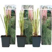 Cortaderia selloana - Set van 3 - Siergras - Roze - Pot 9cm - Hoogte 2...