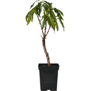 Prunus persica 'Bonanza'- Dwergperzikboom - ?14cm - Hoogte 60-70cm