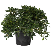 Pittosporum tobira nanum - Bloeiende Laurierstruik - Pot 19cm - Hoogte...