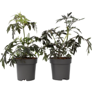 Sambucus nigra 'Black Lace' - Set van 2 - Pot 17cm - Hoogte 25-40cm