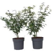 Acer palmatum 'Little Princess' - Set van 2 - Esdoorn - Pot 19cm -Hoog...