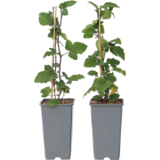 Ribes rubrum - Aalbes - Set van 4 - Rode bessen - ?15cm - Hoogte 50-60...