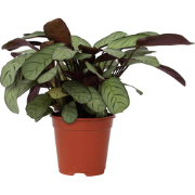 Ctenanthe amagris - Gebedsplant - Kamerplant - Pot 14cm - Hoogte 25-35...