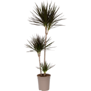 Dracaena Marginata - XL Drakenbloedboom - ø24cm - Hoogte 110-130cm