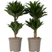 Dracaena deremensis 'Compacta' - Set van 2 - Potmaat 17 cm - Hoogte 50...