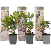 Rhododendron - Mix van 3 - Wit - Tuinplant - Pot 9cm - Hoogte 25-40cm