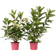 Hydrangea paniculata Early Harry - Set van 2 -Hortensia -Pot 19cm Hoog...