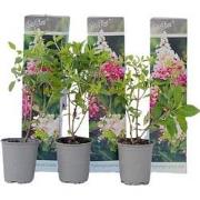 Hortensia Paniculata 'Pink Lady' - Set van 3 - Pot 9cm - Hoogte 25-40m