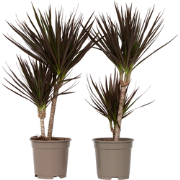 Dracaena Marginata Magenta - Set van 2 - Pot van 17cm - Hoogte 70-80cm