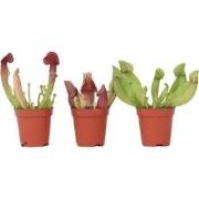 Sarracenia purpurea - Vleesetende plant - Set van 3 - Pot 5,5cm - Hoog...