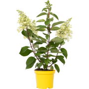 Hydrangea paniculata Candlelight - Hortensia - Pot 19cm - Hoogte 25-40...