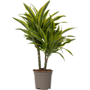 Dracaena Deremensis - Lemon Lime - Drakenbloedboom - Pot 17cm - Hoogte...